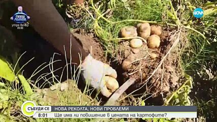 Ще има ли повишение в цената на картофите