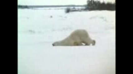 Пингвин
