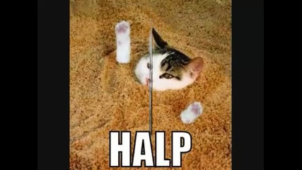 Rofl Cat 