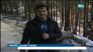 Спешно проверяват законна ли е сечта в планината