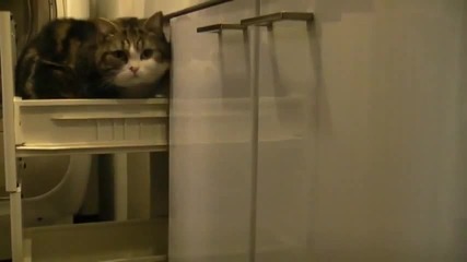 Котка прави трик като магьосник - Смях !