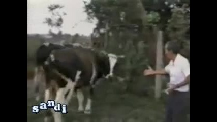 Продам говеда