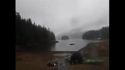 Мечка напада жена