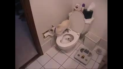 Сладко коте кенза в тоалетна!(смях)