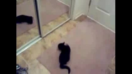 Изненадана Котка От Отражението Си В Огледало