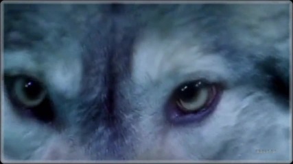 Виталий Цаплин - Одинокий волк