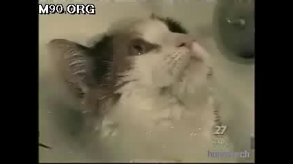 плуваща котка 