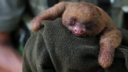 Току що новородено бебе на ленивец - голяма прозявка!