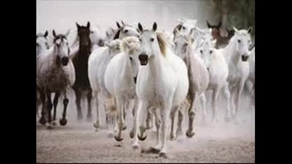 седем бели коня (original)