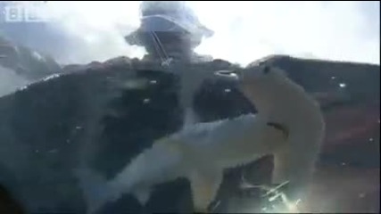 See a baby Hammerhead shark up close and personal - Bbc Animals 