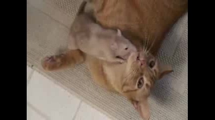 Коте И Мишка Приятели