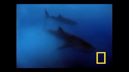 Whale Shark