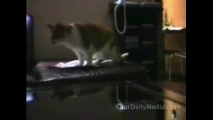Говорещи котета