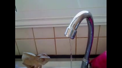 Хамелеон си мие ръцете на чешмата