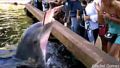 Делфини непозволяват да ги снимат .
