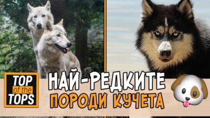 Топ 7 на породите кучета, които не се срещат често