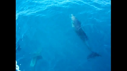 Пасаж с делфини покрай корабчето