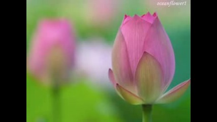 Louis Armstrong - What a wonderful world