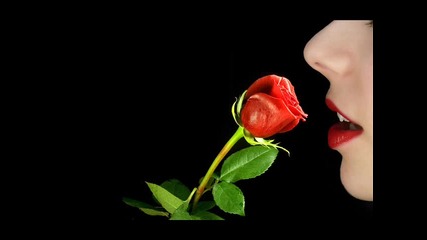 40 Roses Full Hd Wallpapers 2560x1600 