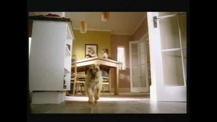 Oh, A Cat!