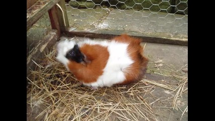 guinea pigs 