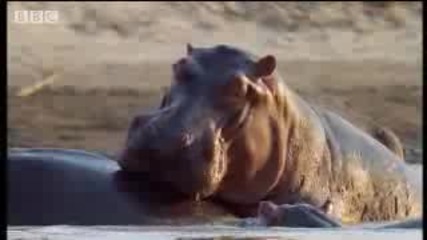 Bbc: Hippo Beach - Ladies Man