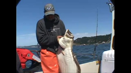 Halibut Fishing San Francisco Ca Big 4 39 S 50 Lb Catch 