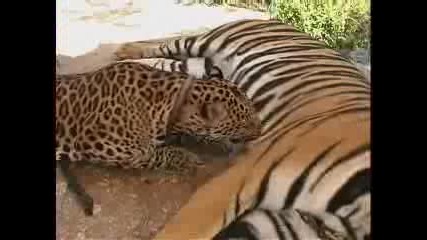 Любов Между Леопард И Тигър