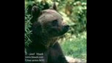 Мечки - Снимки