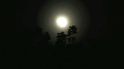 Nightingale Song The Most Beautiful Nature Sounds for Relaxation