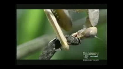 Mantis Devours Snake
