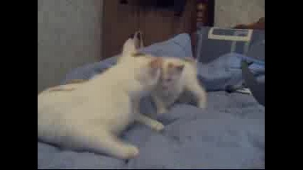 Котки В Ритъм
