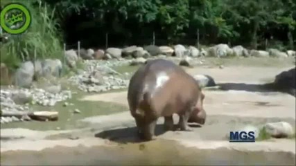 Хипопотам разхвърля
