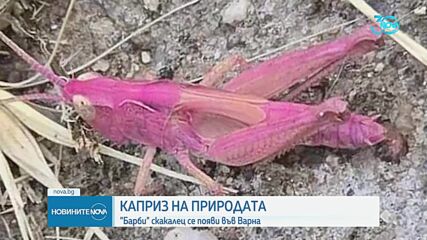 Заснеха розов скакалец във Варна (ВИДЕО+СНИМКИ)