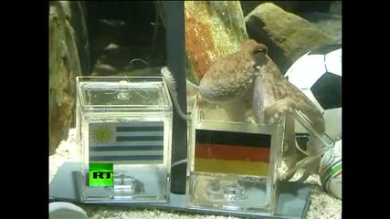 Октоподът Паул предрече победа на Германия в малкия финал Dont wanna be sushi - Paul the Octopus pre 