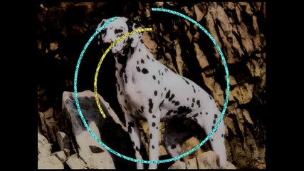 Dog for collab [4 part]