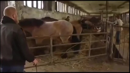 коня направо се преби