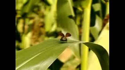 Minuscule - Catapult Grasshopper