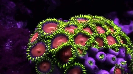 Магията на лилавите корали