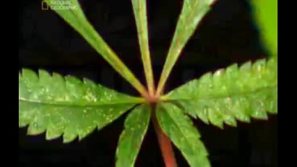 National Geographic. Inside Marijuana