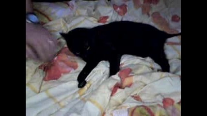 My Crazy Black Cat