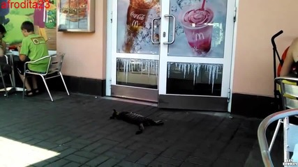 Котка се прави на умряла пред вратата на Макдоналдс