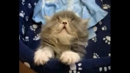 Сладко Котенце Заспива :)
