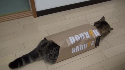 Мару играе, поставя и спи