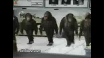 Танцуващи Маймуни 