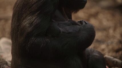Критично застрашен вид горила се роди в лондонския зоопарк (ВИДЕО)