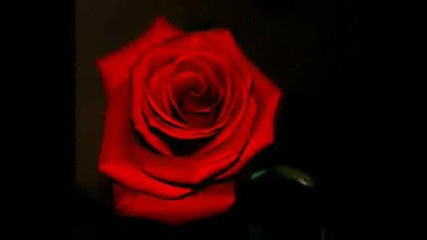Paco De Lucia - Tango De La Rosa.avi