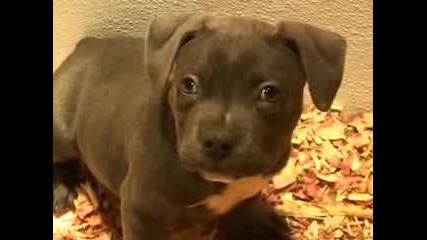 devils den kennels pit bulls by Caninedogproject