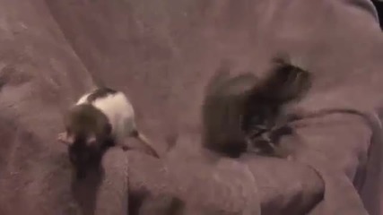 Rat Playing With Kitten in a Chair