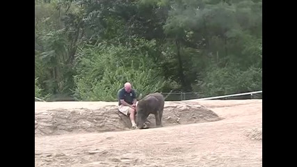 Сладко слонче си играе с човек